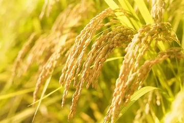 【10/3・4限定】１泊２食付◆獲れたての新米を食べ比べ！『新米まつり2025』