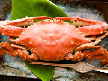 【人気の渡り蟹】期間限定★渡り蟹を味わえるおすすめ海鮮会席プラン♪