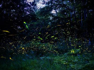 【ホタル観賞ツアー】ホタルの森まで無料送迎♪幻想的世界に触れる