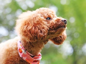 【ペット1泊2食付】大自然の中で大切な愛犬と過ごすひと時を◇地産地消のお食事と天然温泉がオススメ！