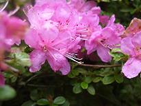 【GW】早期予約♪1日1組限定♪お食事は完全お部屋食■特別室~Luxurious room~■