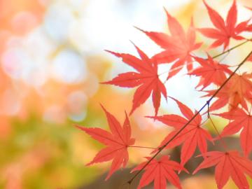 【紅葉を見に行こうよ!】秘境の紅葉を楽しんだ後はコンヤ温泉でぽかぽかに♪【1泊2食付】