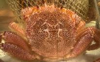 ★浜坂毛ガニ付き活モサエビ踊り食い会席★（ふるさと納税対応)