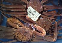 特上!タグ付き 活”松葉がにフルコース（ふるさと納税対応）