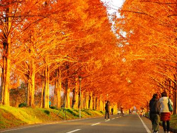 【メタセコイア並木】燃え盛るような紅葉の並木は圧巻・・・素敵な景色と素敵な食事をぜひ当館にて♪