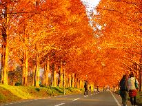 【メタセコイア並木】燃え盛るような紅葉の並木は圧巻・・・素敵な景色と素敵な食事をぜひ当館にて♪