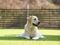 【1泊2食】信州蓼科高原、大型犬のための宿「M&DANE」スタンダードプラン