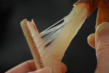 幻の蟹を食す！活松葉がに満喫プラン「浦島コース」