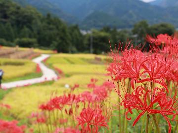 【寺坂棚田の彼岸花：当館から歩いて行ける】あみだくじで景品が当たる！猪料理　鉱泉風呂ー2食付ー
