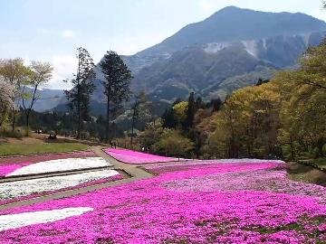 【秩父春旅：特典付】　あみだくじで景品が当たる　芝桜が見頃♪スタンダードー2食付