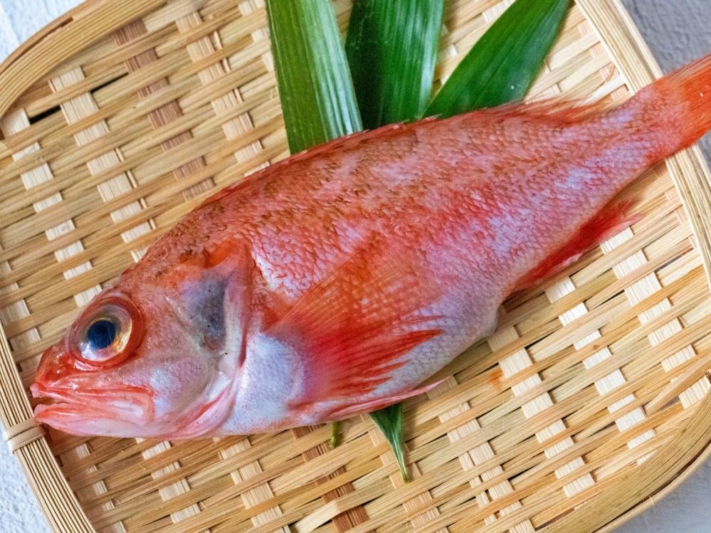 【のどぐろコース】北陸の高級魚！のどぐろを贅沢に1匹まるごと塩焼きで♪～1泊2食付