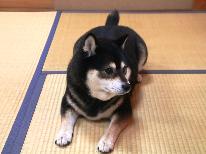★【ペットOK】大切な家族の一員！ワンちゃんと一緒に珠洲旅行♪愛犬と寛ろげるお部屋で安心。。