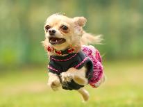 【素泊まり】WITH DOG｜愛犬と泊まれる一棟貸し◆専用ドッグラン・キッチン付