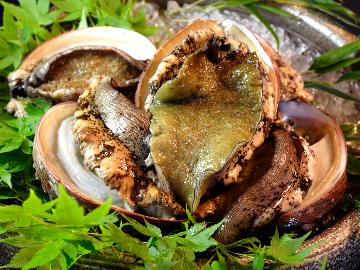 【期間限定！あわびのステーキ付★地魚定食コース】グレードアップしてアワビを楽しむ♪