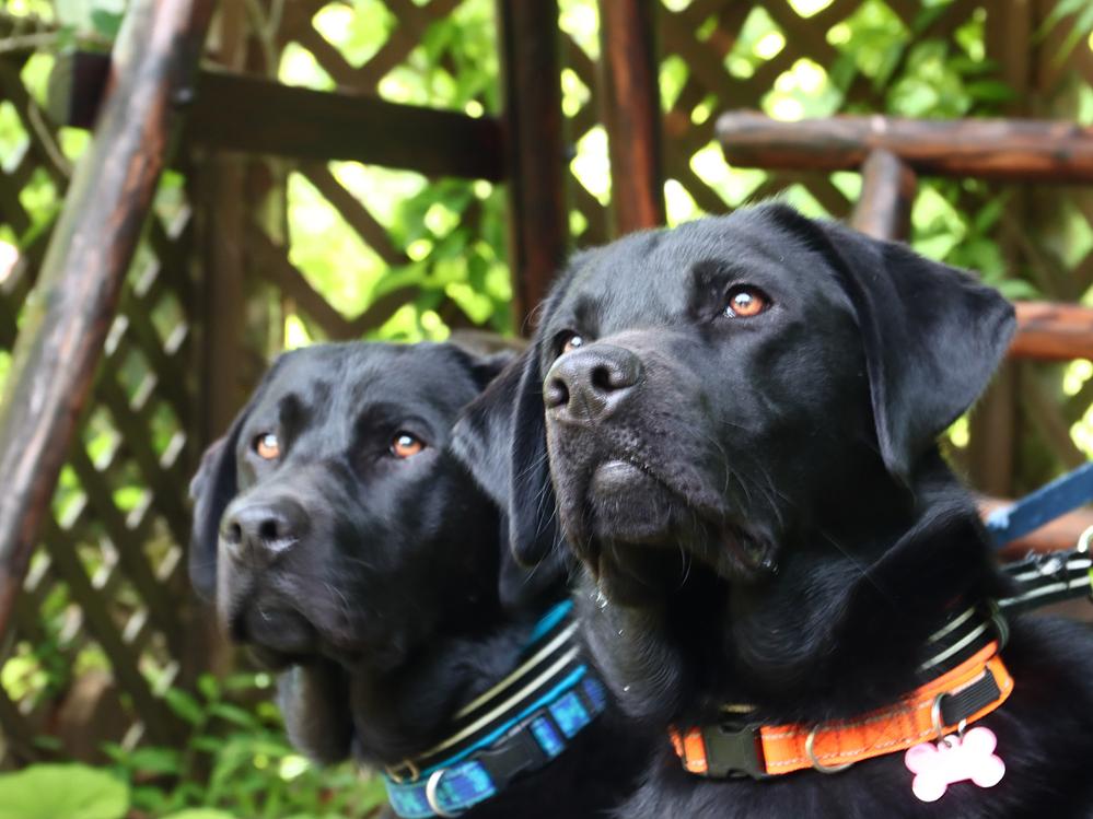 【直前割】　わんちゃんと過ごすコテージ！一棟あたり最大15000円OFF♪♪【ペット同伴可】