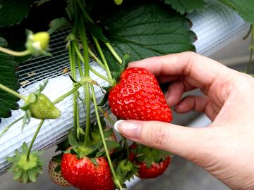 【いちご狩り】苺好きな人集まれ～！イチゴ食べ放題プラン