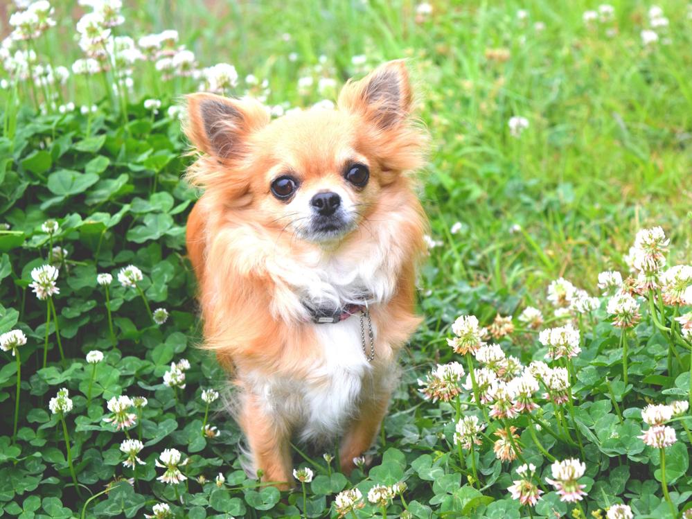【素泊まり】小型犬のワンちゃんと一緒に泊まれる別館☆四季折々感じられるお風呂からの眺め♪