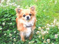 【素泊まり】小型犬のワンちゃんと一緒に泊まれる別館☆四季折々感じられるお風呂からの眺め♪