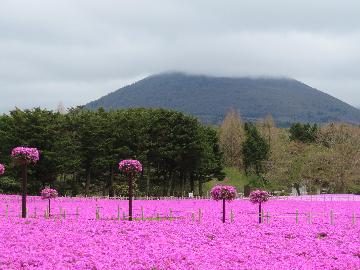 春をまっていた♪芝桜まつり