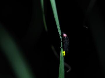 【ホタル観賞をしよう！】鳴子の幻想的な夏の夜で忘れられない思い出を…☆彡[1泊2食付]