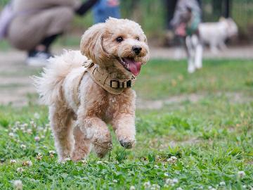 【1泊2食付】1室限定！快適設備の専用客室で愛犬と過ごす旅♪☆HP予約限定☆1,000円割引