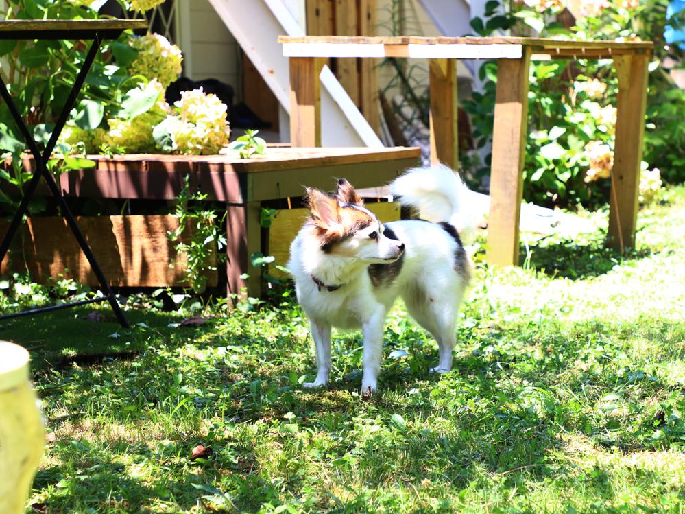 ペットと一緒にお泊り★小型～超大型犬まで大歓迎！《2食付》