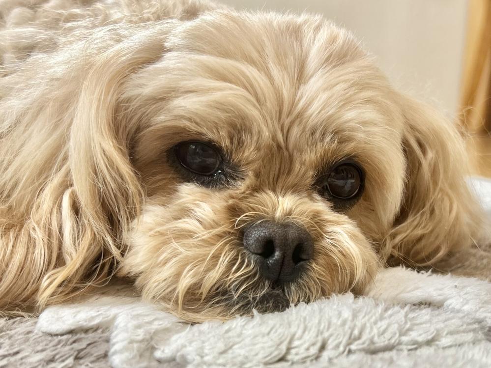 ＜C＞【素泊まり】愛犬・愛猫と一緒のお部屋に泊まれる！大好きなペットと一緒に過ごす素泊まりプラン
