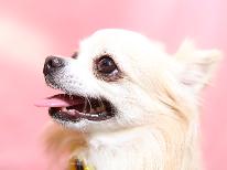 【持込みBBQ】ワンちゃんと一緒◇ペット歓迎◇南伊勢のペット可トレーラーハウスステイ