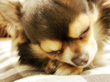 ※全国旅行支援対象外※★ワンちゃんと泊まろう★【朝食付き】中型犬までOK！広々和洋室で過ごすお散歩旅