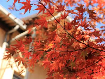 【紅葉プラン】宿周辺には名所がいっぱい♪秋の行楽シーズン応援企画!