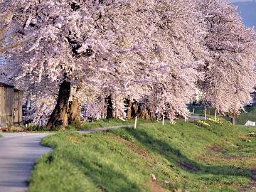 【地酒付き】*春うらら*芽吹きの季節!山菜料理と美味しい地酒でおもてなし~お花見プラン~