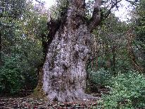 【※必読トレッキング★朝食付】ガイドの手配付！縄文杉・太鼓岩・苔むすよりチョイス♪※ガイド料別途必要