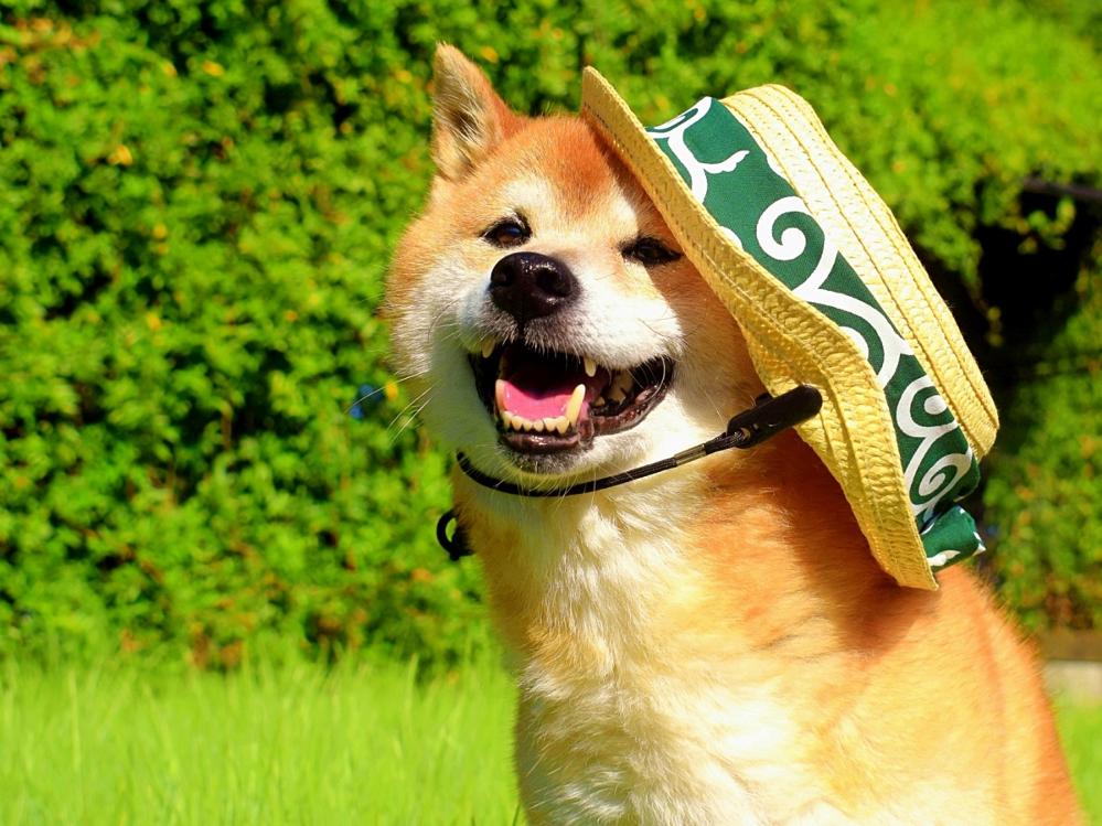 【愛犬プラン】最終チェックイン26時！スキースノボ・観光の前乗りにもおすすめ♪（1泊朝食）