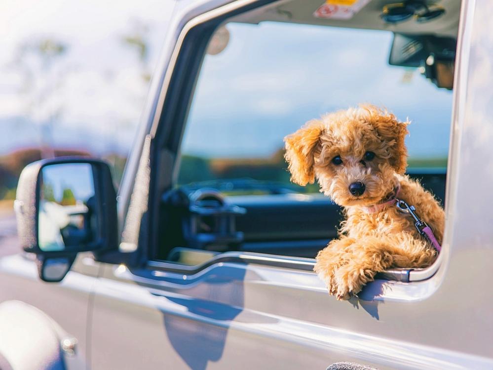 【愛犬プラン】大切なペットと同室で♪トレッキングやゴンドラも一緒に楽しめる！（1泊２食）