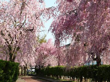 《期間限定》日中線しだれ桜並木を見に行こう★一棟貸切＆送迎付★