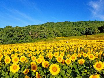 《期間限定》辺り一面のひまわり畑を見に行こう★一棟貸切&送迎付★