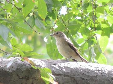 ☆《体験》野鳥観察・参拝・登山・星空観察など自由な旅をお楽しみ下さい（２食付）【便利な特典付】