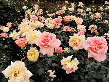 花巻のバラ園は今が旬♪フラワーアロマと白金豚のしゃぶしゃぶでリラックス&ヘルシー料理の大人旅♪