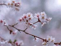春季限定【春うらら♪お花見】白金豚のしゃぶしゃぶ＆2種の源泉で本物の湯を満喫♪特典付き