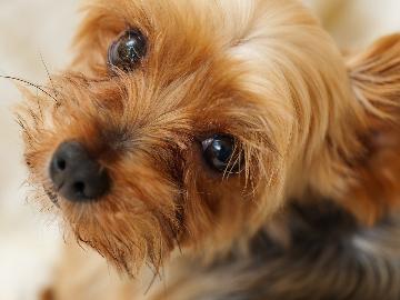 ★【ペット旅】専用の和洋室だからわんちゃん家族も安心♪温泉を満喫