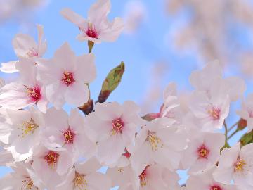 【お花見☆1泊2食付】桜の名所、湊山公園へ行こう♪夕食は日替わり手作り定食