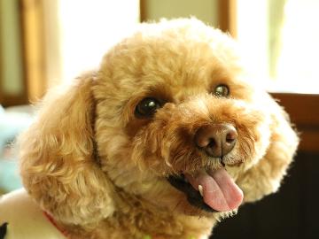 【ペットと一緒】愛犬と一緒にお泊り♪那須や塩原への観光に便利！広々ツインでのんびりワン旅《２食付》