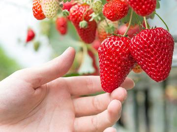 【南房総の春】いちご狩り(体験料別)と花摘みで春満喫プラン♪豪華海鮮舟盛り付