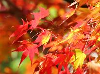〇ー紅葉祭り限定価格☆ー〇ライトアップされた山中湖の紅葉と富士の絶景をお楽しみください♪