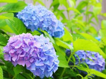 【特典付】翠雨の隠れ宿こもり。レイトチェックアウトでのんびり雨音に癒されなにもしない贅沢を。