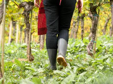 【畑お手伝い体験】とれたて野菜や果物のプレゼントつき♪気軽に楽しむ農業体験