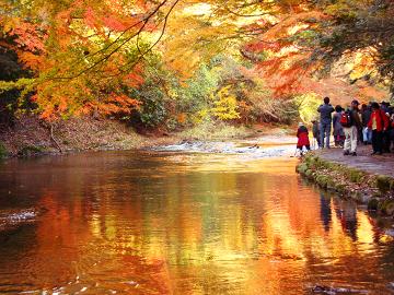 【紅葉の養老渓谷】房総一の名瀑布「粟又の滝」と黒湯☆秋満喫プラン【1泊2食】