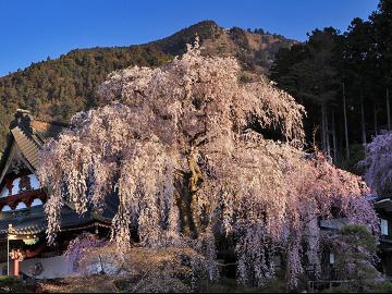 ベストレート保証◆しだれ桜10選 【身延のしだれ桜】 久遠寺を彩る薄紅色:*･☆季節を味わう自然会席《特典付き》