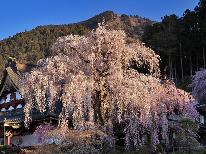 ベストレート保証◆しだれ桜10選 【身延のしだれ桜】 久遠寺を彩る薄紅色:*･☆季節を味わう自然会席《特典付き》