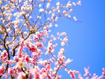 ＜湯河原【梅の宴】開催＞４０００本の梅が咲き誇る♪2・3月限定！入園券付プラン